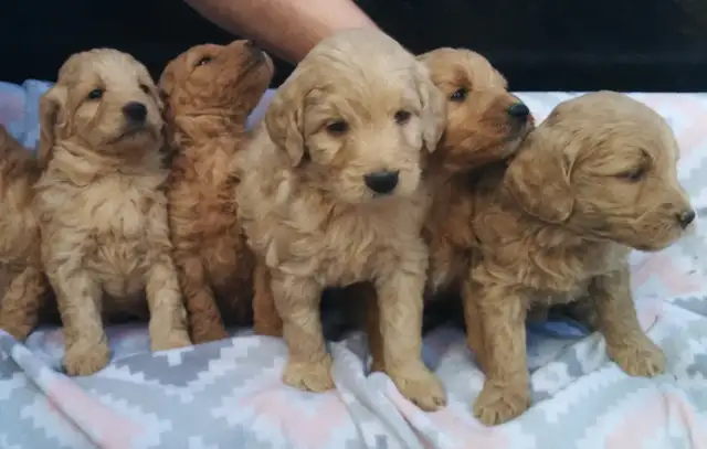Mini Goldendoodle puppies - genetic testing and health guarantee - Photo 3