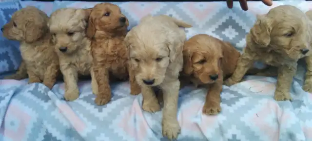 Mini Goldendoodle puppies - genetic testing and health guarantee - Photo 4