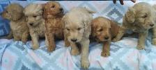 Mini Goldendoodle puppies - genetic testing and health guarantee - Photo 4