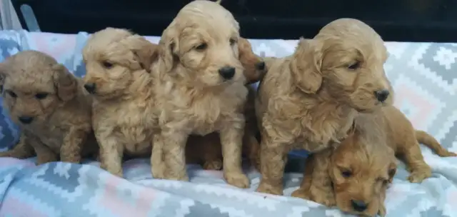 Mini Goldendoodle puppies - genetic testing and health guarantee - Photo 5