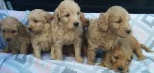 Mini Goldendoodle puppies - genetic testing and health guarantee - Photo 5