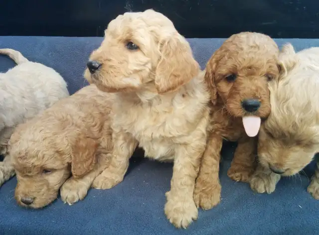 Mini Goldendoodle puppies - genetic testing and health guarantee - Photo 6