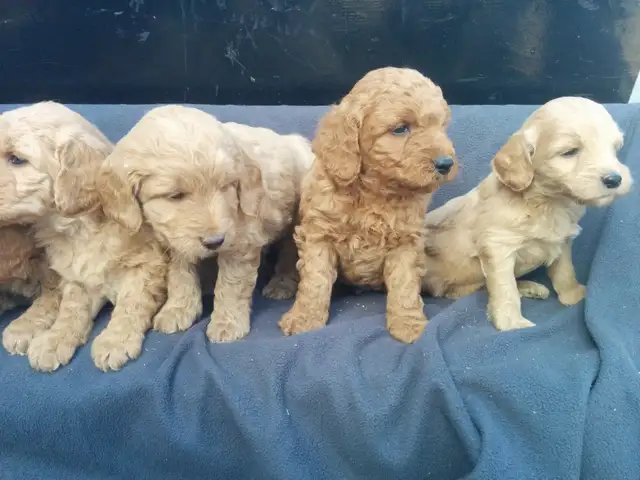 Mini Goldendoodle puppies - genetic testing and health guarantee - Photo 7