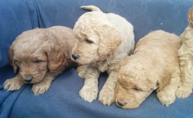 Mini Goldendoodle puppies - genetic testing and health guarantee - Photo 8