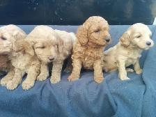 Mini Goldendoodle puppies - genetic testing and health guarantee - Photo 9