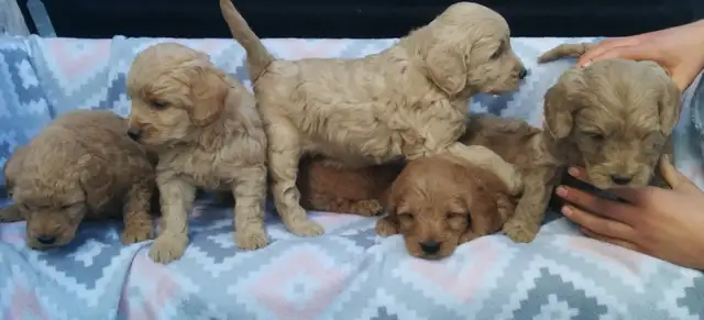 Mini Goldendoodle puppies - genetic testing and health guarantee - Photo 10