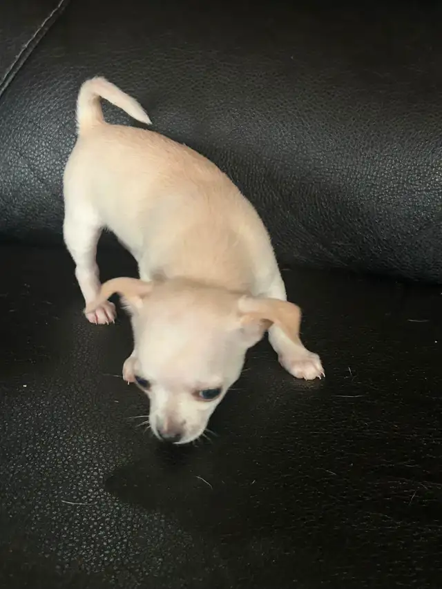 Two beautiful Chihuahua puppies
