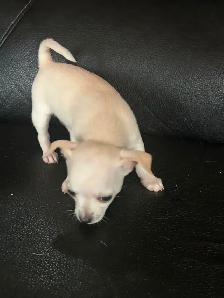 Two beautiful Chihuahua puppies