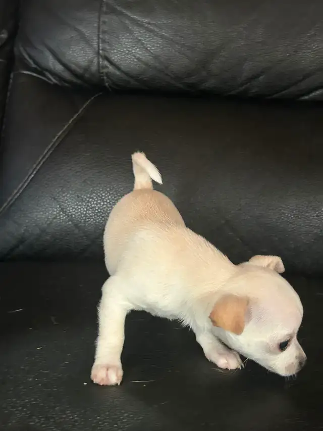 Two beautiful Chihuahua puppies - Photo 2