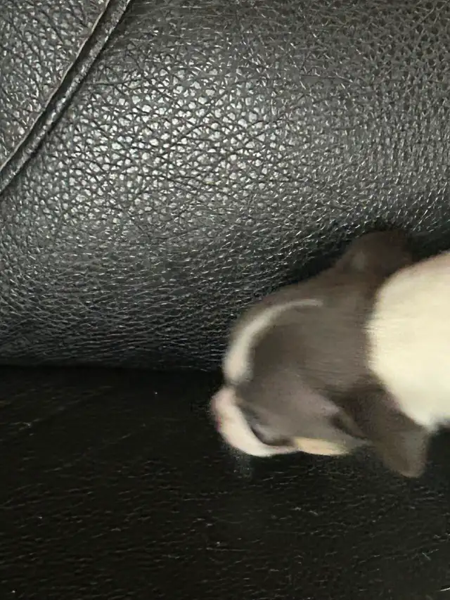 Two beautiful Chihuahua puppies - Photo 3