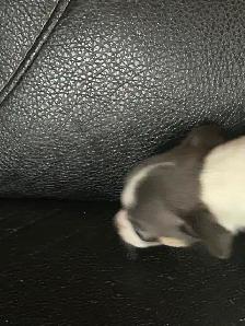 Two beautiful Chihuahua puppies - Photo 3