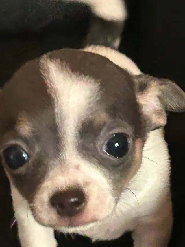 Two beautiful Chihuahua puppies - Photo 4