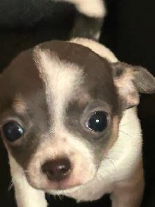 Two beautiful Chihuahua puppies - Photo 4