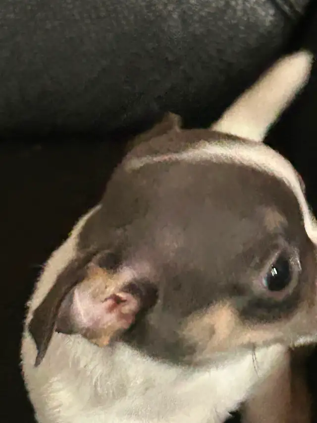 Two beautiful Chihuahua puppies - Photo 5