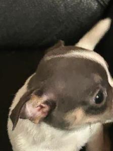 Two beautiful Chihuahua puppies - Photo 5