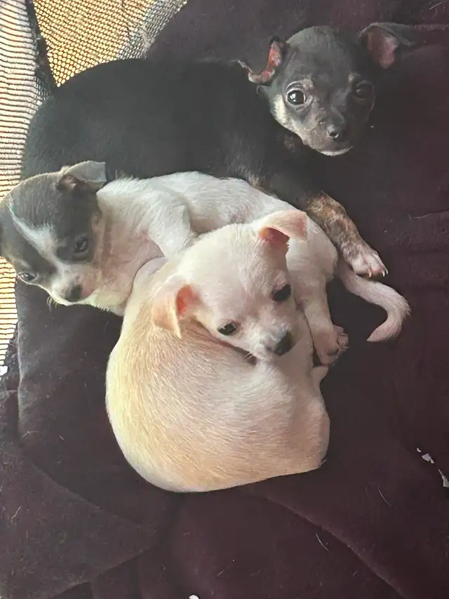 Two beautiful Chihuahua puppies - Photo 6