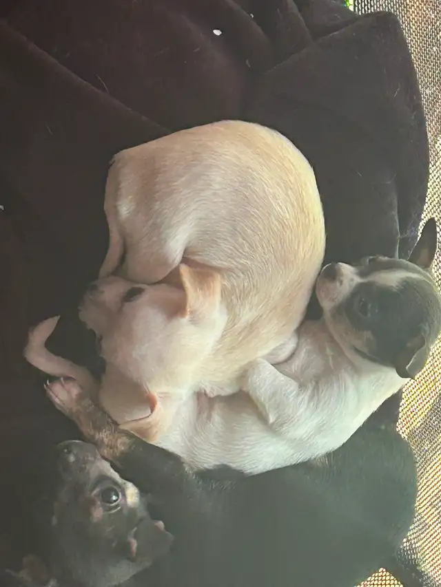 Two beautiful Chihuahua puppies - Photo 7
