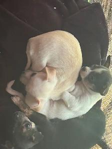 Two beautiful Chihuahua puppies - Photo 7