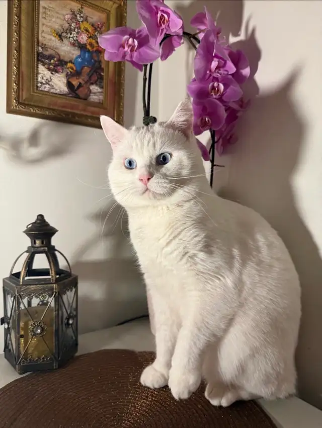 Adorable chaton British Shorthair.