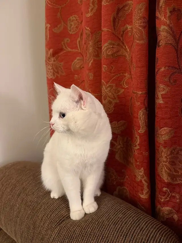 Adorable chaton British Shorthair. - Photo 2