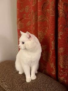 Adorable chaton British Shorthair. - Photo 2