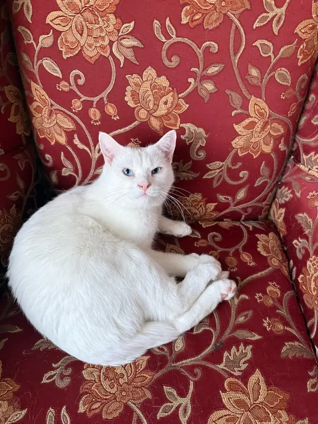 Adorable chaton British Shorthair. - Photo 3