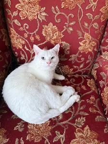 Adorable chaton British Shorthair. - Photo 3