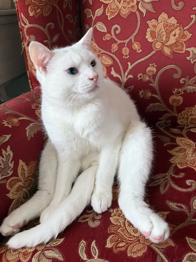 Adorable chaton British Shorthair. - Photo 4