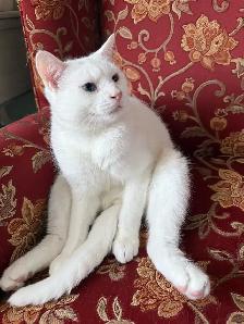 Adorable chaton British Shorthair. - Photo 4