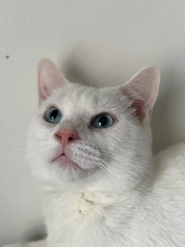 Adorable chaton British Shorthair. - Photo 5