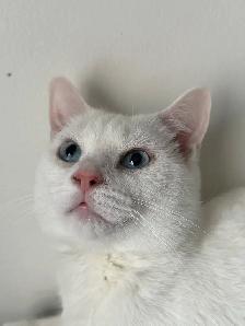Adorable chaton British Shorthair. - Photo 5