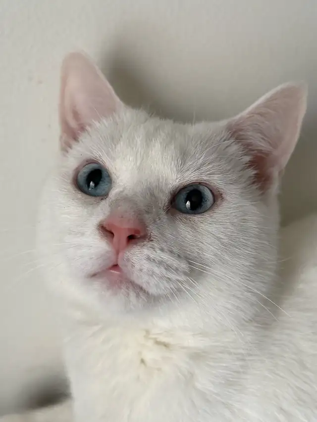 Adorable chaton British Shorthair. - Photo 6