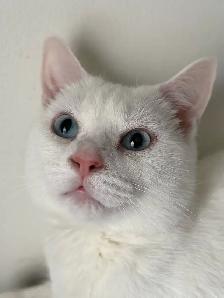 Adorable chaton British Shorthair. - Photo 6