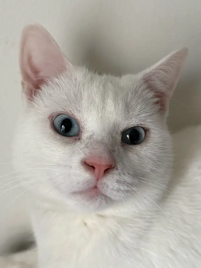 Adorable chaton British Shorthair. - Photo 7
