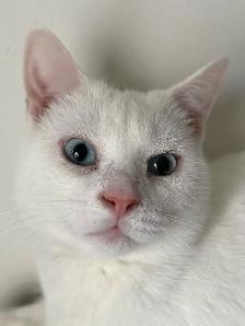 Adorable chaton British Shorthair. - Photo 7
