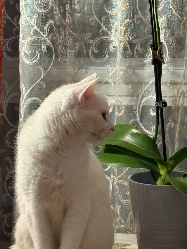 Adorable chaton British Shorthair. - Photo 8