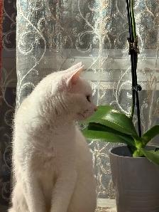 Adorable chaton British Shorthair. - Photo 8