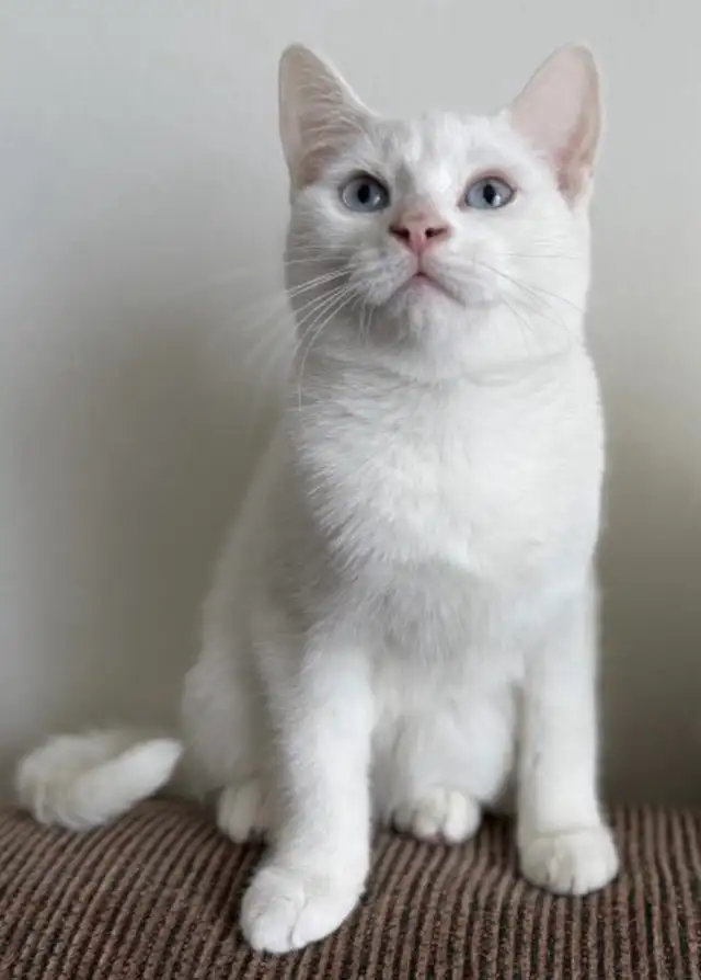 Adorable chaton British Shorthair. - Photo 9