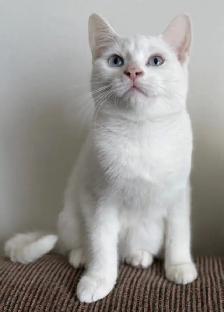 Adorable chaton British Shorthair. - Photo 9