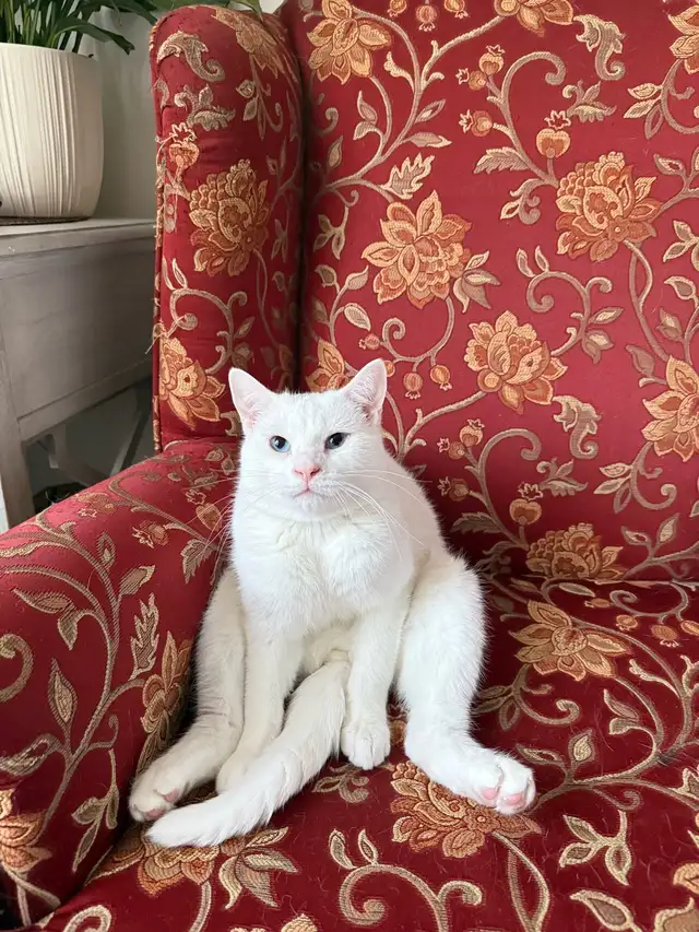 Adorable chaton British Shorthair. - Photo 10