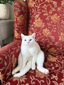 Adorable chaton British Shorthair. - Photo 10