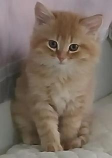 MAGNIFIQUE CHATON PERSAN CROISÉ, MÂLE DE 3 MOIS 1/2.