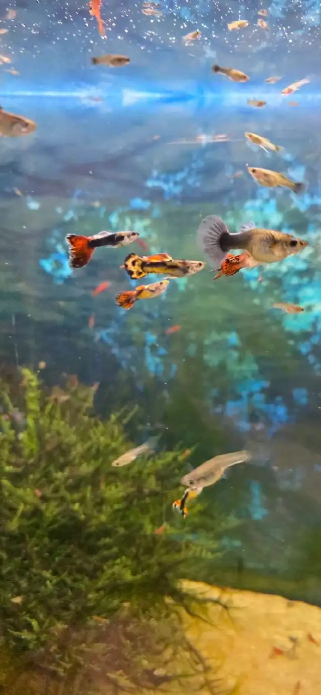 Guppies and shrimp