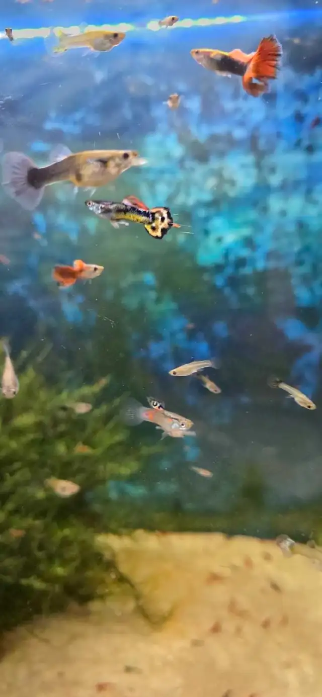 Guppies and shrimp - Photo 2