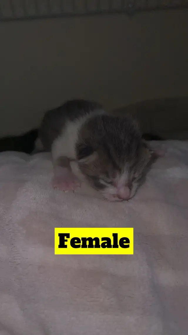 Manx X Maine coon kittens