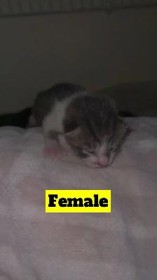 Manx X Maine coon kittens