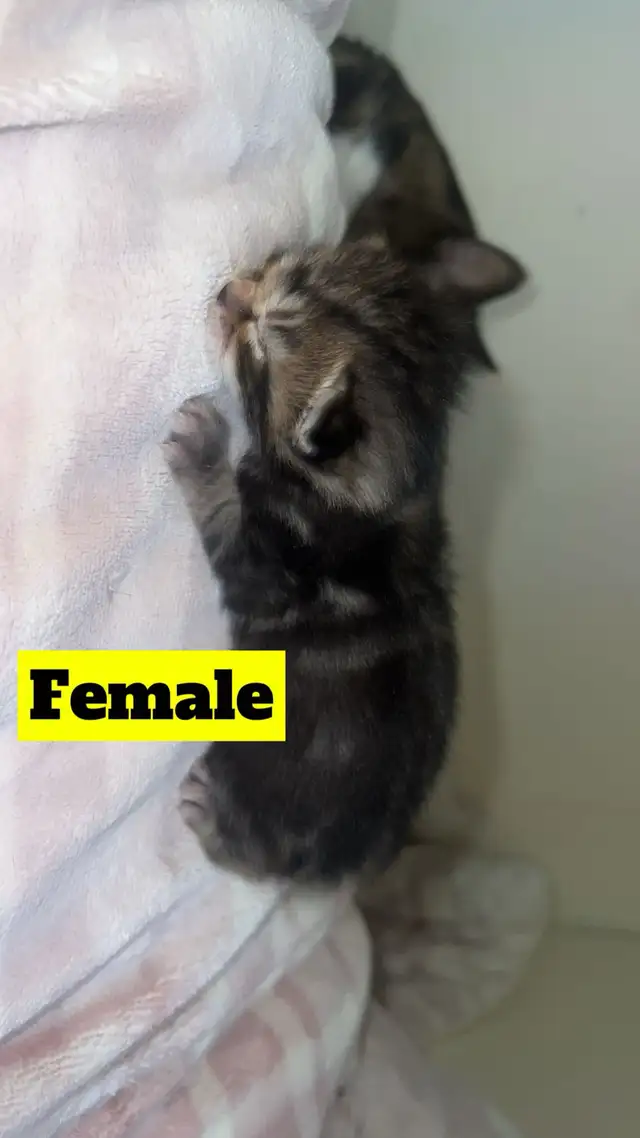 Manx X Maine coon kittens - Photo 2