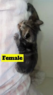 Manx X Maine coon kittens - Photo 2