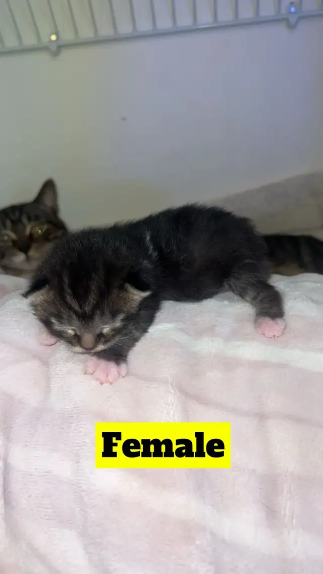 Manx X Maine coon kittens - Photo 3