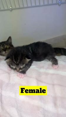 Manx X Maine coon kittens - Photo 3
